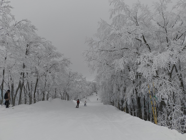 Looking down a tree-lined ski run at the top of Cortina ski resort in Hakuba, Japan. 