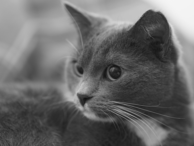 The image shows a close-up of a cat. It's in black and white, highlighting the cat's facial features and whiskers.