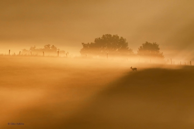 Rehbock bei Sonnenaufgang und Bodennebel in natürlicher Umgebung