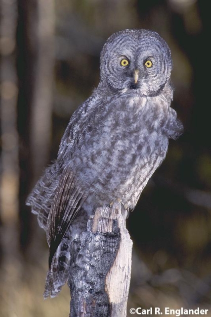 My color photo of a Great Gray Owl perched on a burned tree trunk, Yellowstone National Park, Wyoming, USA. ©Carl R. Englander 