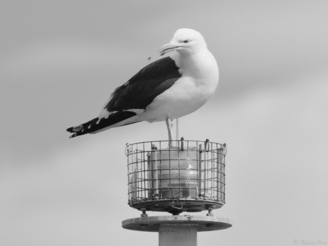 A black and white close up of a Pacific Gull, standing atop a marine warning light.  They're white bodied birds with black wings and tail, much larger than ordinary seagulls. It's body faces right, it's head turned to the left, beak slightly open, a fly just a few centimetres away.  (It gets it in the next photo, but black fly against black feathers makes this the better image).  Blurry grey clouds in the background.