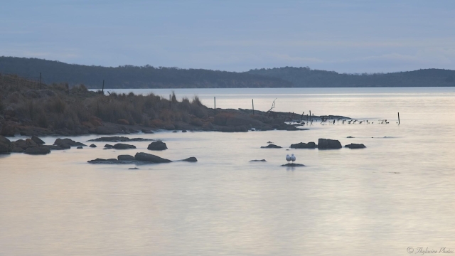 View over water, with a rocky shoreline extending from left to middle out to a point. The bay curving behind before tree lined hills appear in the distance several kilometres away.  The shutter speed is deliberately slow - 3 seconds in the early evening light - which smooths the water surface.  Two seagulls stand on a rock facing the camera at mid lower right.  The light is eerie - grey blue sky and lighter water surface against the darker landscape.