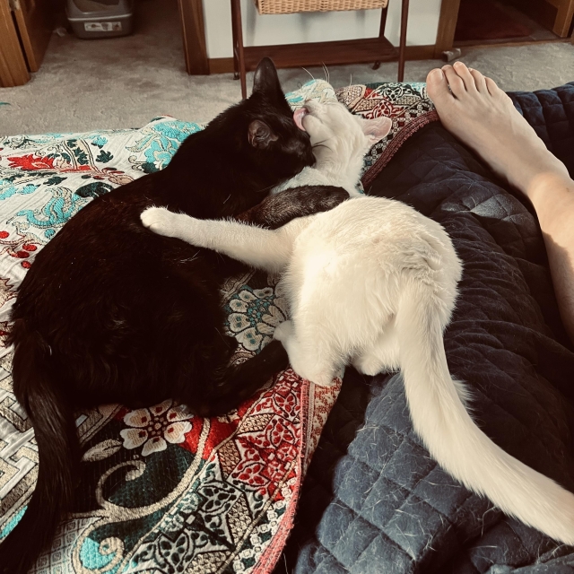 a black cat and a white cat hug and groom each other on a bed next to a human's bare leg