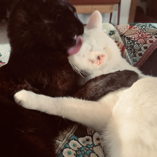 a white cat and ablacj cat hug while the black cat licks the white cat's head