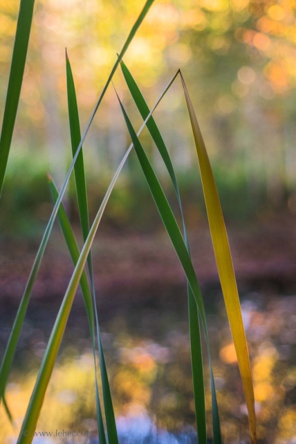 Color photograph. Green and gold cattail leaves form an abstract pattern. Behind, in soft focus, light shines through autumn leaves