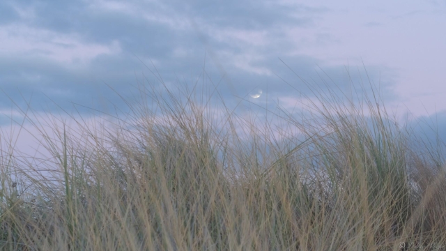 Dark clouds interspersed with faintly pink early evening sky, fills the top half of the frame, the moon peeping through a small gap and barely visible.  Marram grasses on the dune fill the lower half - their stems in green/pale brown contrasting against the pink and greys above.