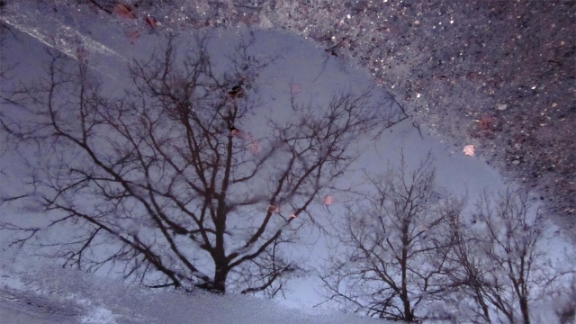 Fotografía de unos árboles reflejados en un charcoo en la carretera