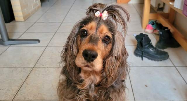 an incredibly cute photo of a black and brown sable english cocker spaniel with the hair on its forehead tied up in a bow