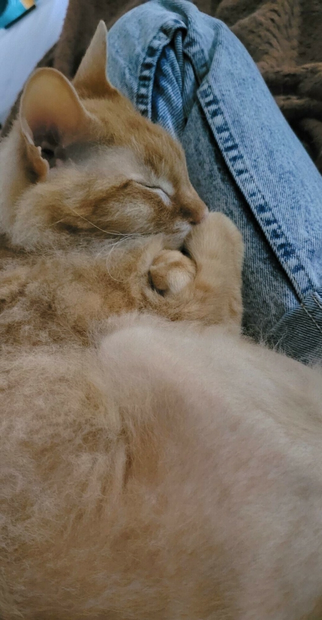 a perfect fluffy orange tabby cat curled up on ginny's lap sleeping peacefully with its paws tucked near its face