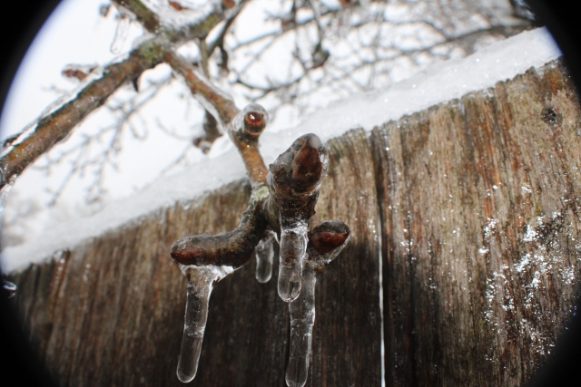 A close-up image of a tree branch with icicles hanging from it. The background features a frosty wooden fence and a light dusting of snow.