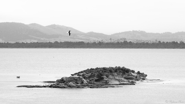 A view over water towards a distant beach ("7 Mile Beach") and hilly countryside, converted to black and white.  A small sandstone island is in the nearer foreground.  Sea birds are flying around the island, many using it as a nesting site.  The sky is grey, featureless - haze on the day fading into the distance.