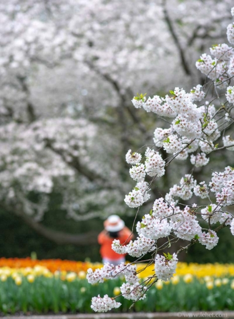 A photograph. A branch of a flowering tree in sharp focus is in the foreground, while another large flowering tree is in the very back of the frame, in softer focus. Between the two trees in depth is a border of tulips of orange and yellow, with a woman in an orange shirt and a white hat.