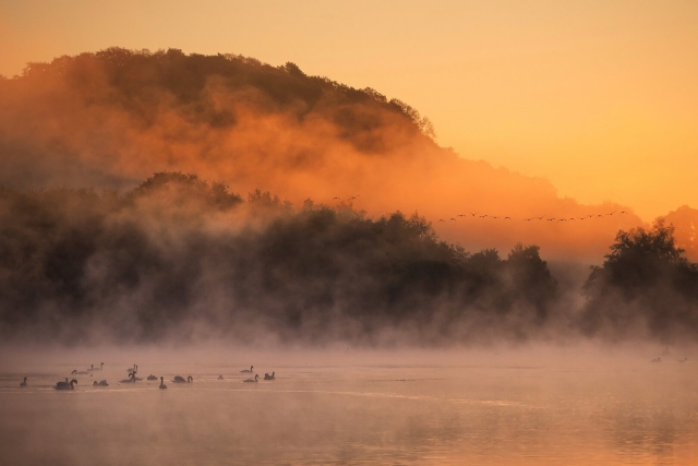 Nebelmorgen am See mit Wasservögeln. Orangefarbene Stimmung