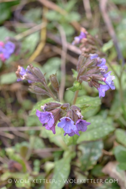 Purple-blue flowers on a Pulmonaria plant.