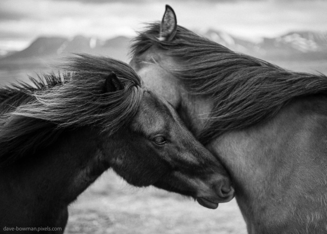 A photograph of two wild Icelandic horses, their heads gently pressed together in a moment of quiet connection, as strong winds sweep through their rugged surroundings. Their thick manes are tousled by the gusts, highlighting their resilience against the elements. In the distance, ice-capped mountains rise beneath a heavy sky, framing the raw, remote beauty of the landscape and the enduring spirit of these creatures.