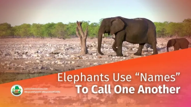 Research: African Savannah Elephants Use 'Names' to Call One Another