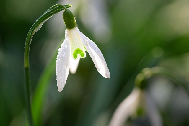 Ein mit Wassertropfen bedecktes Schneeglöckchen bei Gegenlicht.