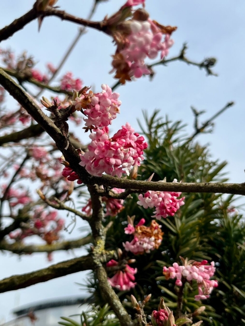 Kleine rosa Blüten an kahlem Ast vor blauem Himmel.