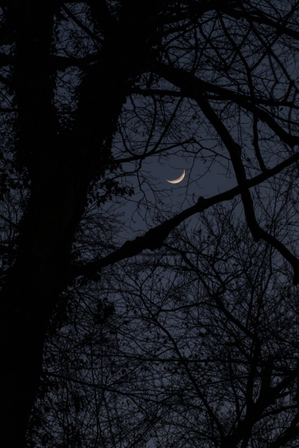 A digital color photo of a crescent moon framed by the silhouettes of bare tree branches against the dark grey-blue sky of last light. (Photo by me, CC BY 4.0)