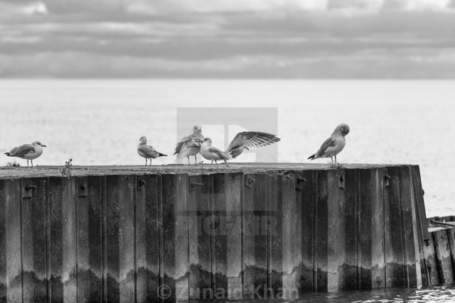 Ring-billed gulls on pier along the shore of Lake Ontario in black and white