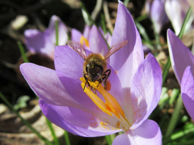 Eine Biene von vorne an der Blüte eines lila Elfenkrokus