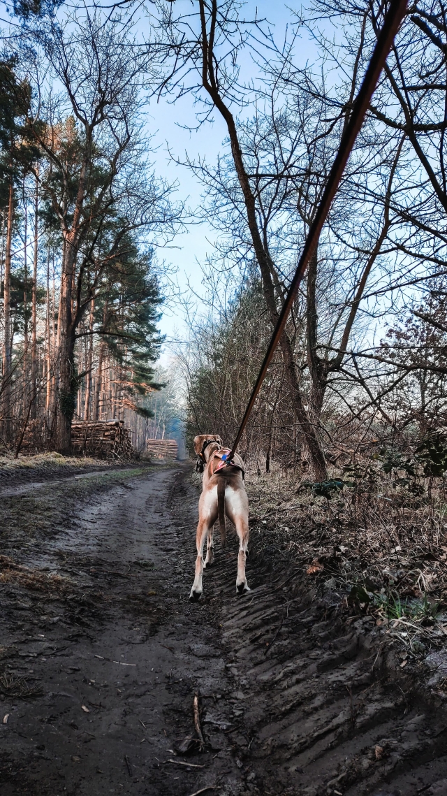 Hund von hinten im Zuggeschirr, eingespannt am Roller. Man sieht jedoch nur die gespannte Leine, die nach oben rechts aus dem Bild ragt.