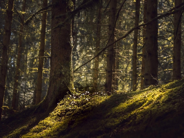 The image shows a dense forest scene in spring with tall trees. The trees are covered with moss, and the forest floor is also covered with moss and small plants, including white flowering wood anemones. Sunlight filters through the trees, creating patches of light and shadow on the ground. The atmosphere is peaceful and calm, emphasizing the natural beauty and peaceful environment of the forest.