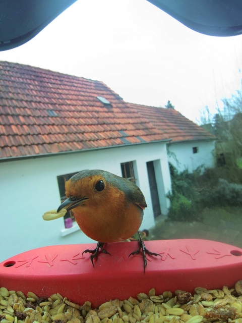 Rotkehlchen im Futterhäuschen