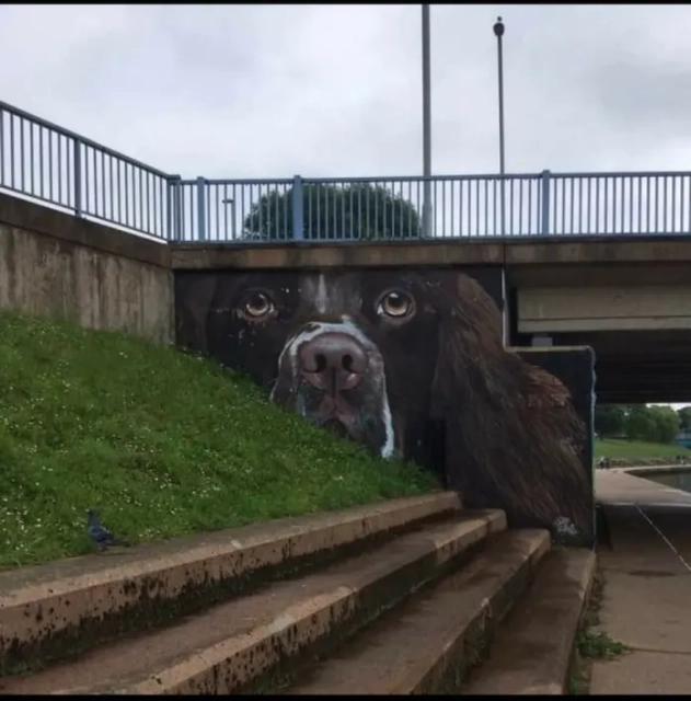 A mural by Spacehop (Jeff Evans) in Exeter, UK, depicting a lifelike Springer Spaniel peeking out from beneath a bridge. The dog’s realistic fur texture and curious expression make it a standout piece in its urban setting.