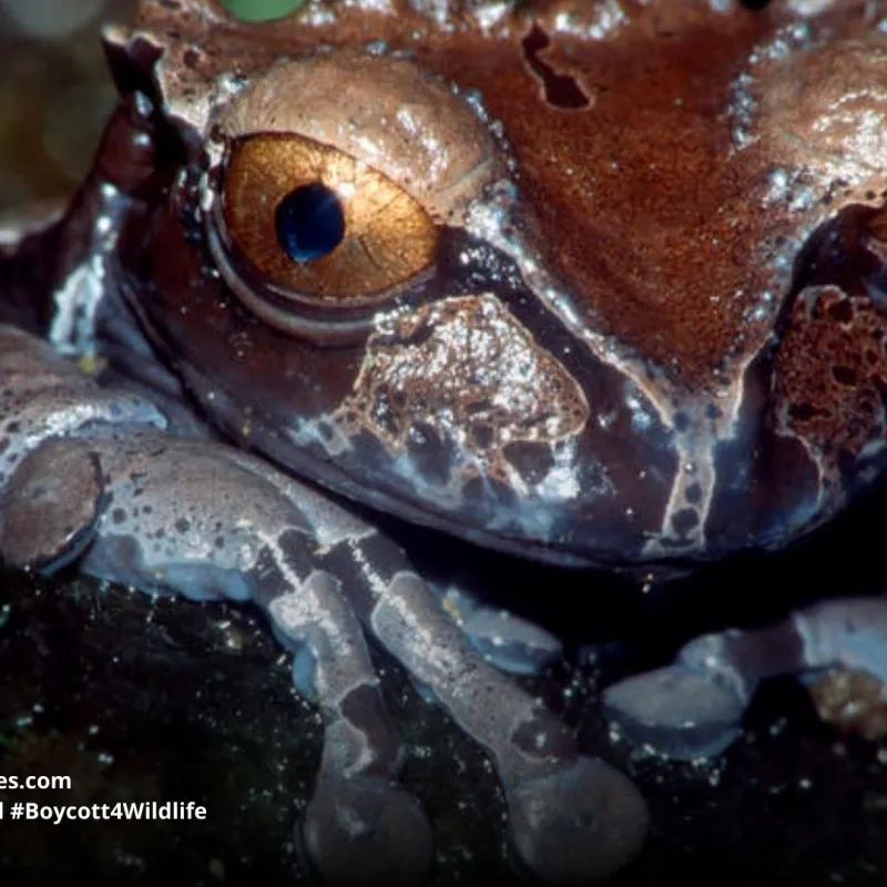 Spiny-headed Tree Frog Triprion spinosus