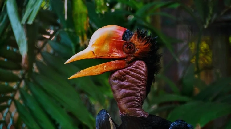 Helmeted hornbill