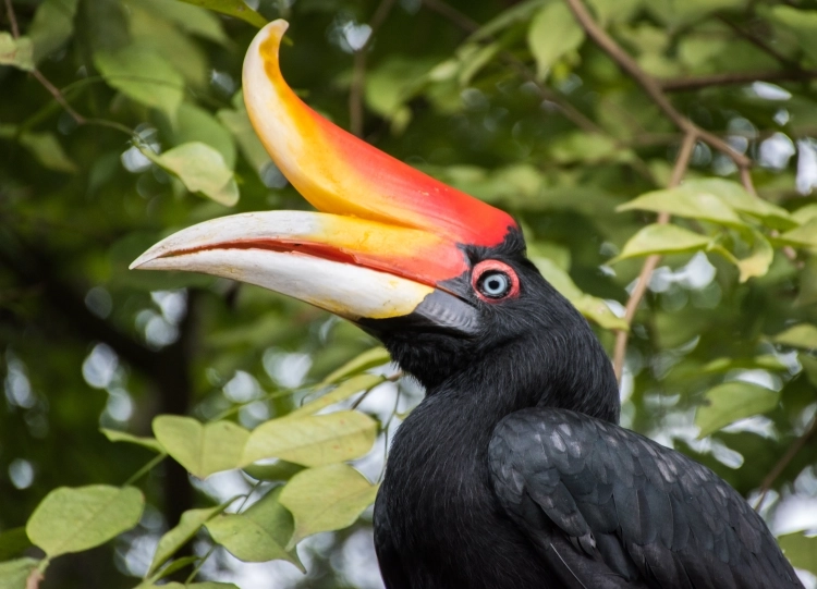 Rhinoceros Hornbill