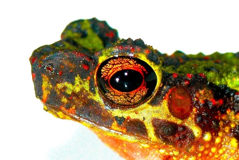 Bornean Rainbow Toad Ansonia latidisca