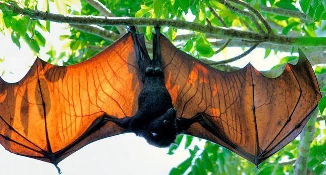 A winged seed sower of the rainforest: Megabat Acerodon jubatus, a giant flying fox.