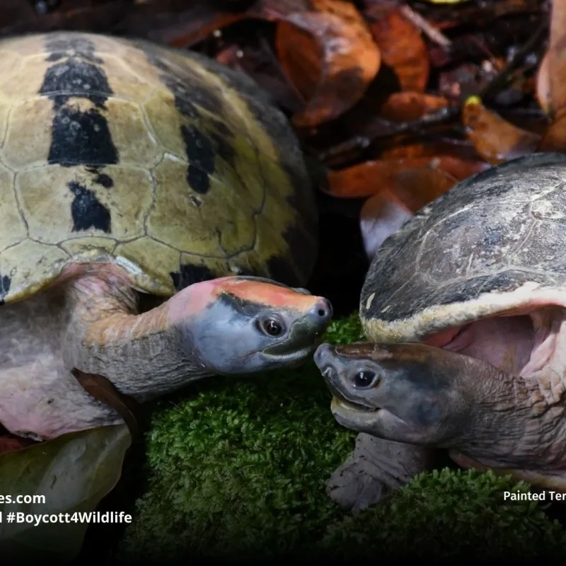 Painted Terrapin Batagur borneoensis