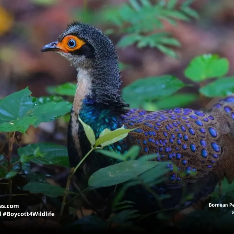 Bornean Peacock-pheasant Polyplectron schleiermacheri