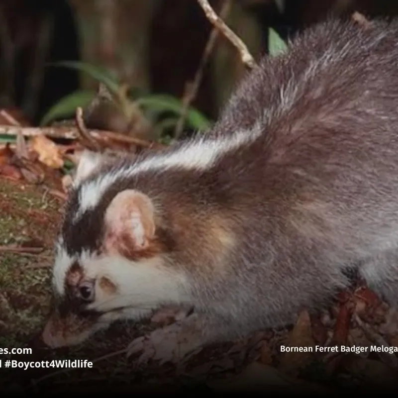 Bornean Ferret Badger Melogale everetti