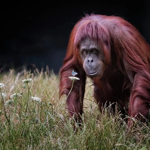 Bornean Orangutan Pongo pygmaeus