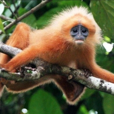 Bornean Banded Langur Presbytis chrysomelas