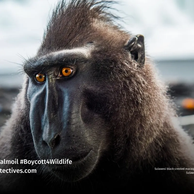 Sulawesi Crested Black Macaque Macaca nigra