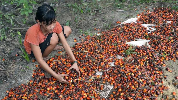 Child labour and human rights on palm oil plantations