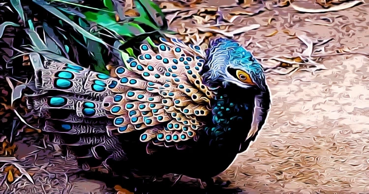 Bornean Peacock-pheasant Polyplectron schleiermacheri