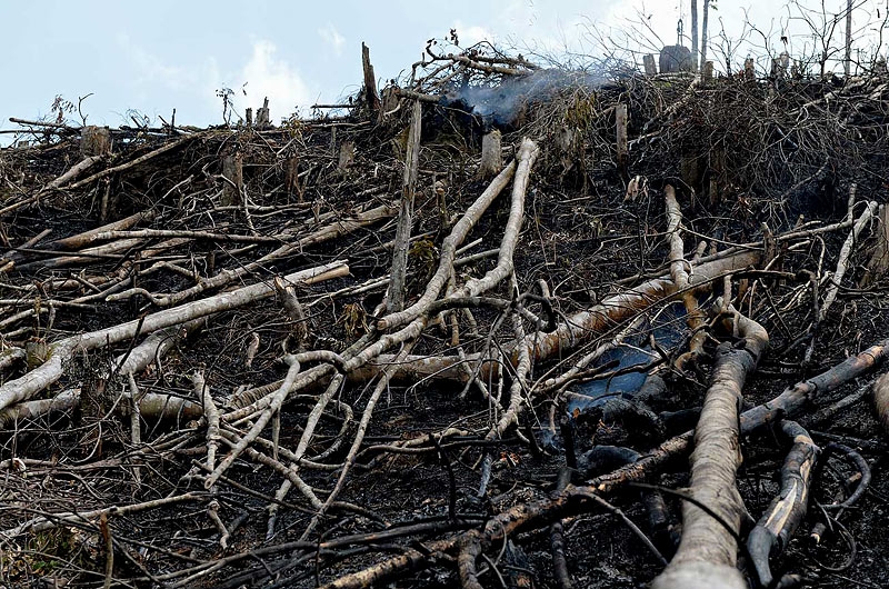 Deforestation - Craig Jones Wildlife Photography