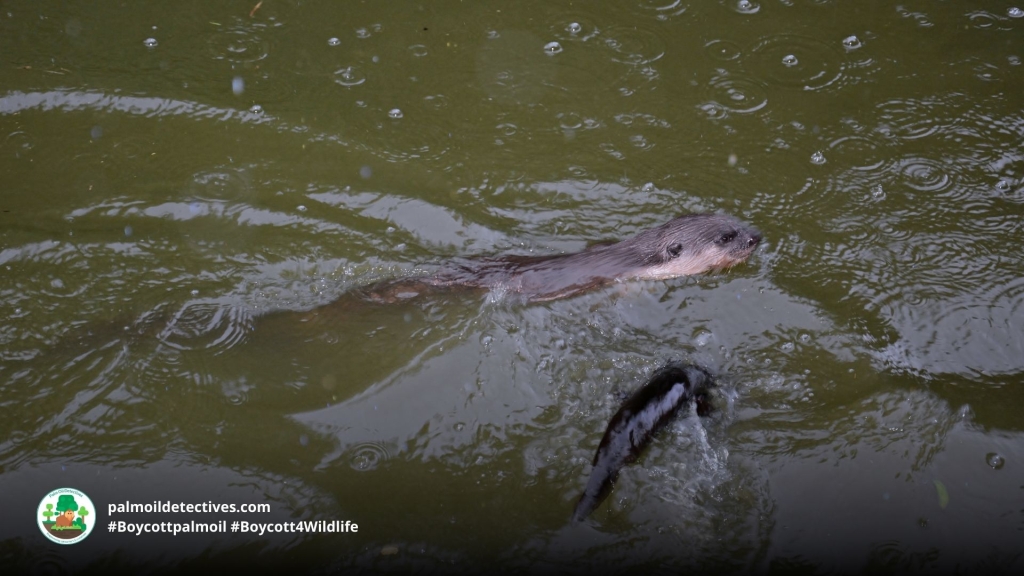 Hairy-nosed Otter Lutra sumatrana - Asia 4