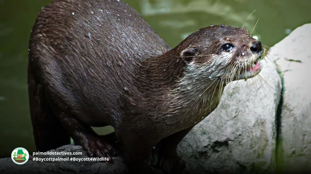 Hairy-nosed Otter Lutra sumatrana - Asia 1