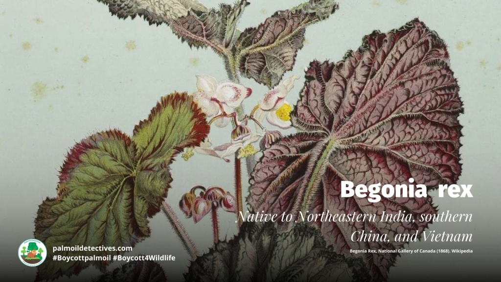 Begonia Rex, National Gallery of Canada (1868). Wikipedia