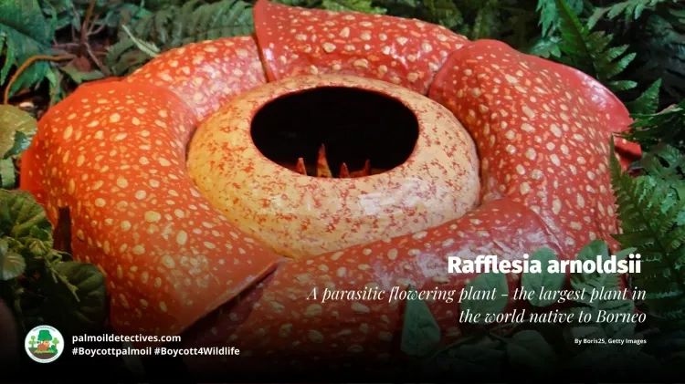 Rafflesia arnoldsii by Boris 25 on Getty Images